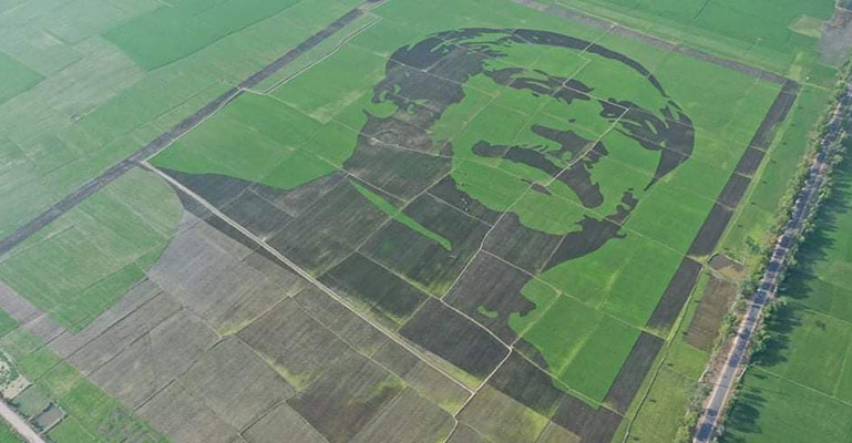 শত বিঘার ‘ক্যানভাসে’ বঙ্গবন্ধুর প্রতিকৃতি