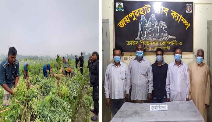 জয়পুরহাটে পপি ক্ষেতে অভিযান : ৫ চাষী আটক