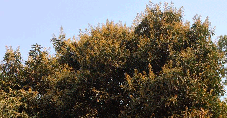 আমের মুকুলের মৌ মৌ ঘ্রাণে মুগ্ধতা ছড়াচ্ছে তিতুমীর কলেজে