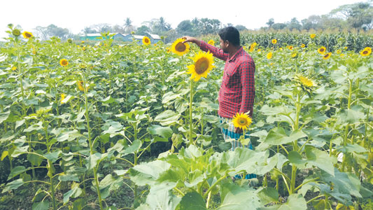 ধামরাইয়ে সূর্যমুখী চাষে আগ্রহ বাড়ছে