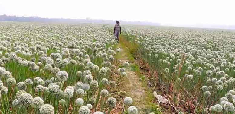 দেশের চাহিদার ৭০ ভাগ পেঁয়াজ বীজ ফরিদপুরে উৎপাদিত