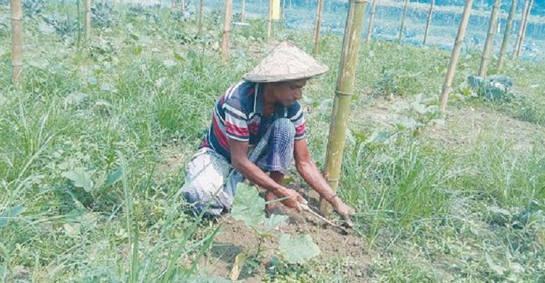 নেট হাউজ জৈব বালাই ব্যবহার করে বিষমুক্ত সবজি চাষ
