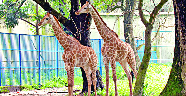 করোনা: ফের বন্ধ হলো চিড়িয়াখানা