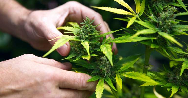 যে কারণে গাঁজা চাষের বৈধতা দিচ্ছে পাকিস্তান