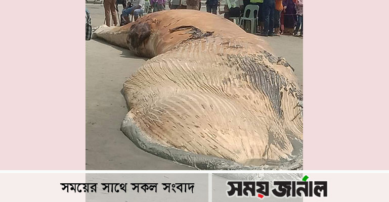 সৈকতে ভেসে এল আরো একটি মৃত তিমি