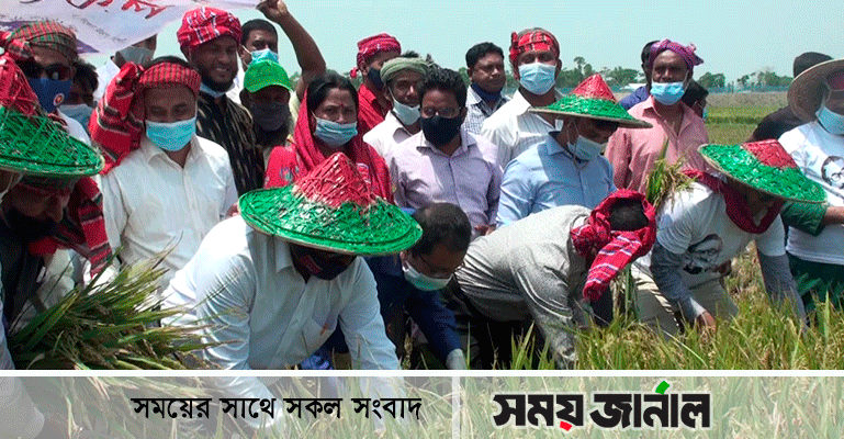 চলতি মাসের মধ্যে হাওরের ধান কাটা শেষ হবে: মশিউর