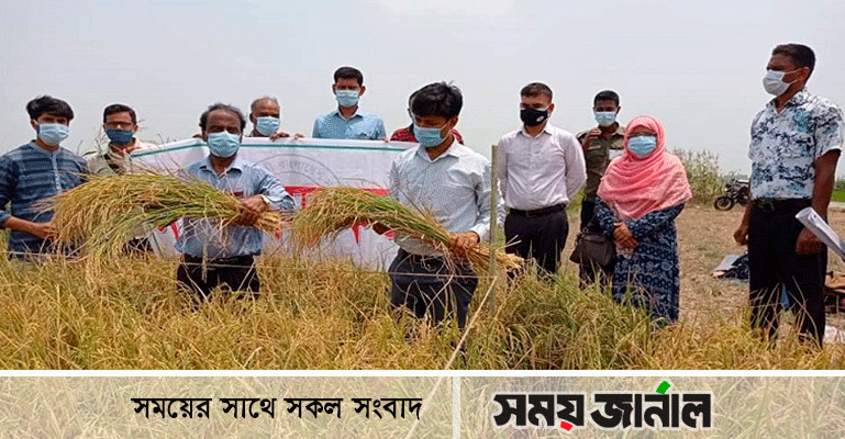 নাটোরের হালতি বিলে বোরো ধান কর্তন উদ্বোধন