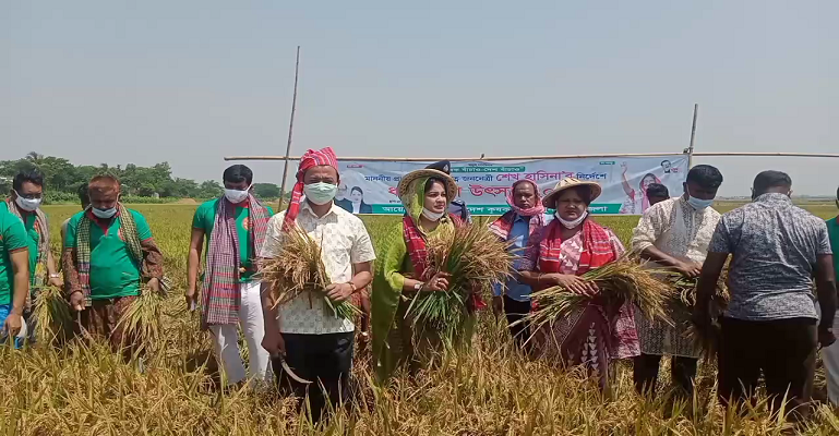সুনামগঞ্জের হাওরে ধান কেটে দিলেন কৃষকলীগের কেন্দ্রীয় নেতারা