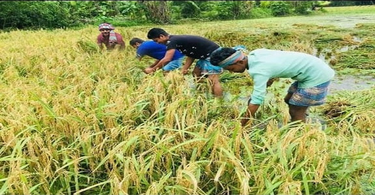 রায়পুরে ধান কেটে দিলেন যুবলীগ নেতা বায়েজীদ ভূঁইয়া
