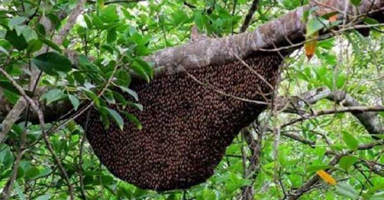 সুন্দরবন জুড়ে এবার মধুর চরম সংকট