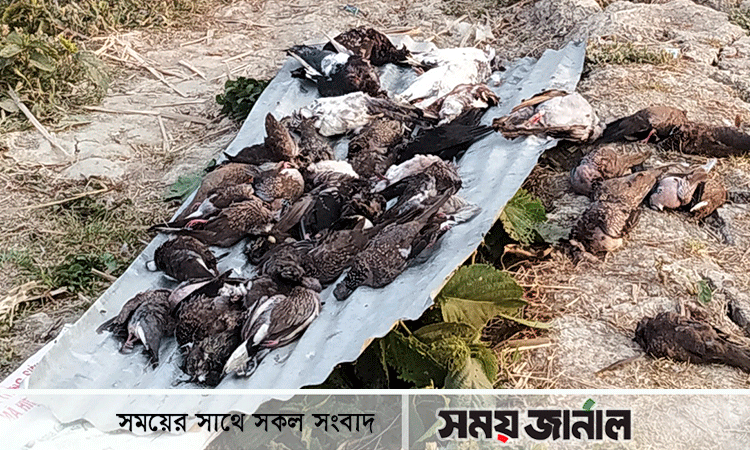 মোড়েলগঞ্জে বিষ মেশানো খাবারে প্রাণ গেল ৪০০ ঘুঘু ও ৬০ কবুতরের