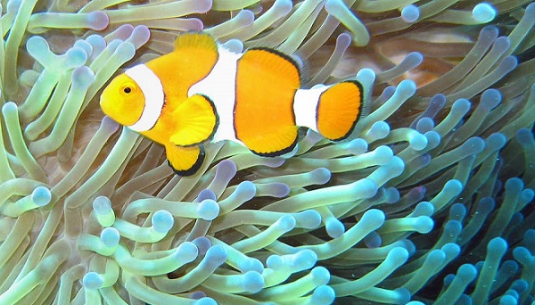 বায়োলজি, নতুনত্বের বিস্ফোরণ