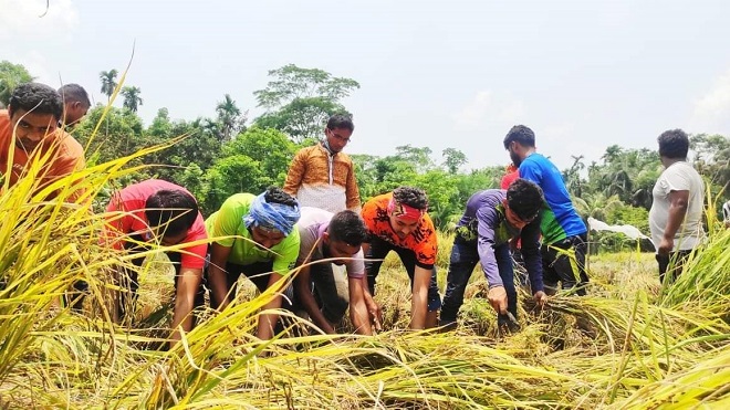 কৃষকের ফোন পেয়ে ধান কাটলো স্বরূপকাঠী উপজেলা ছাত্রলীগ
