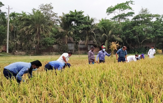 বাগেরহাটের মোড়েলগঞ্জে কৃষকের ধান কেটে দিল স্কাউটস