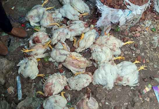 মোড়েলগঞ্জে ৪৩ টি মুরগী জবাই করে হত্যা