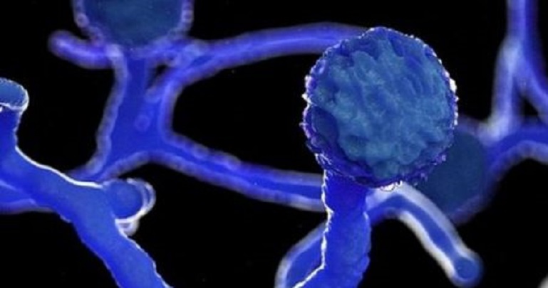 দেশে প্রথম দুজনের শরীরে ‘ব্ল্যাক ফাঙ্গাস’ শনাক্ত