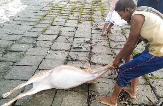 জোয়ারের পানিতে সুন্দরবন উপকূলীয় এলাকায় ভেসে এলো ৪টি মৃত হরিণ