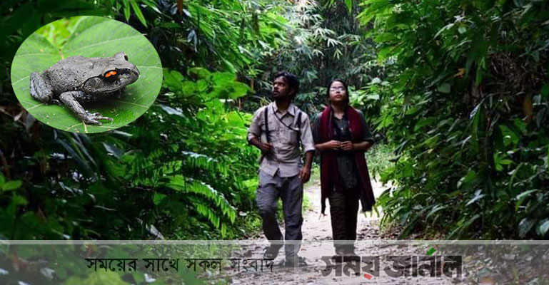 জবির দু’শিক্ষার্থীর নতুন প্রজাতির ব্যাঙ আবিষ্কার