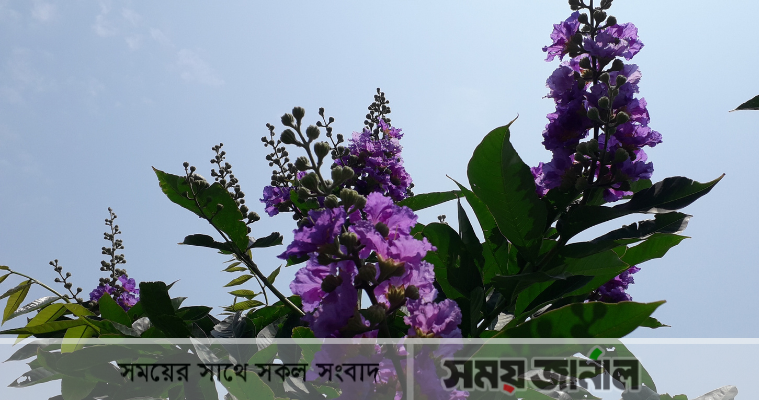 শুধু ফুলের সৌন্দর্য নয়, জারুলের আছে ঔষধি গুণ