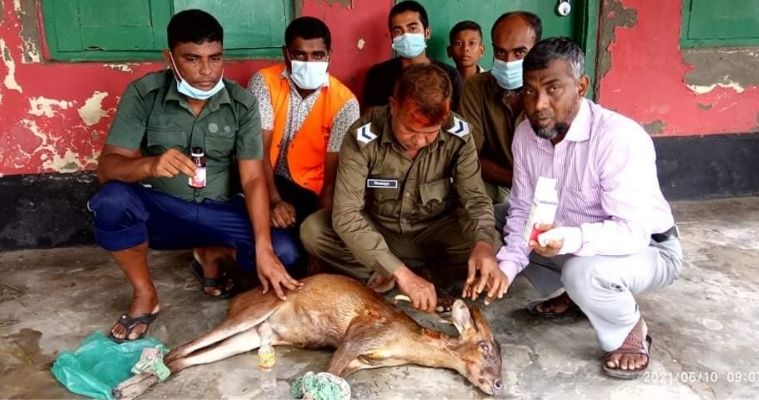 বাঘের আক্রমণে লোকালয়ে সুন্দরবনের হরিণ