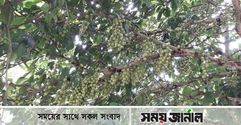 লটকনের গুণ জেনে রাখুন