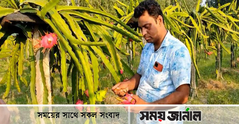 ড্রাগন ফল চাষে আবু তালেবের সাফল্য