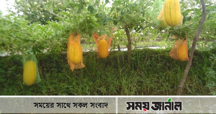 ইউটিউব দেখে আগ্রহ, মধুমালা হলুদ তরমুজ চাষে সফল মোড়েলগঞ্জের জাকির
