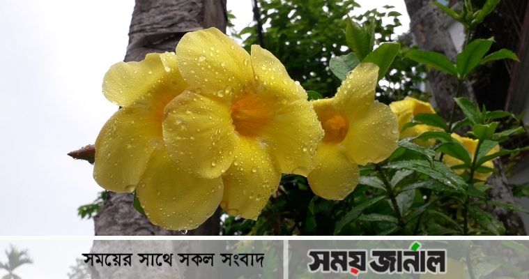 চোখ জুড়ানো হলুদ অলকানন্দা