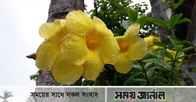 বৃষ্টি ভেজা অলকানন্দা ফুল