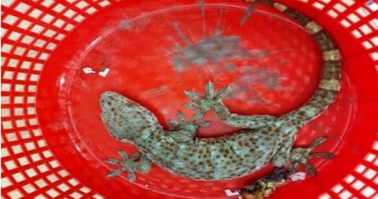 ফরিদপুরে  ‘শত কোটি’ টাকা মূল্যের তক্ষক উদ্ধার