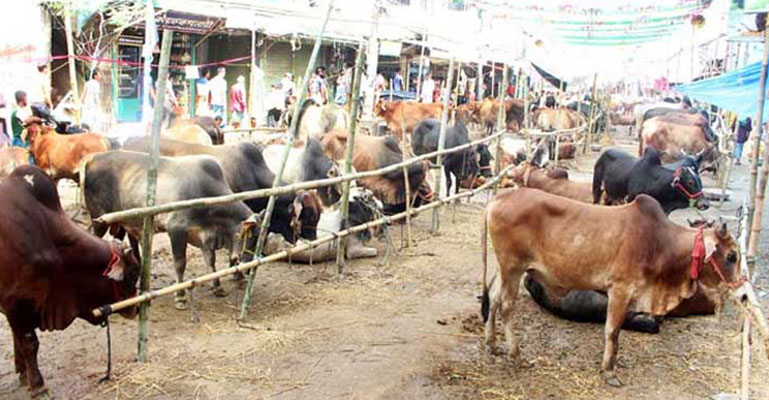 স্বাস্থ্যবিধি মেনে সারাদেশে পশুর হাট বসবে