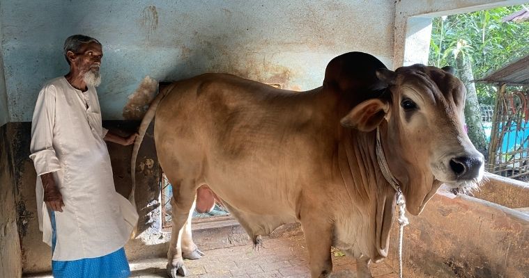 সাতক্ষীরায় ২৫ মন ওজনের রাজা বাবুকে নিয়ে দুশ্চিন্তায় খামারি মাজেদ