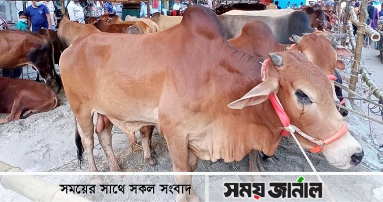 বাহারি নামের গরুতে জমজমাট ধোলাইখাল হাট