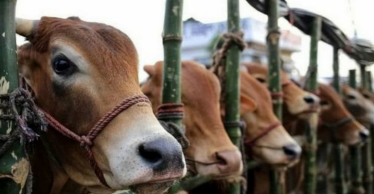 গরুর হাটের পাশের ব্যাংক আজও খোলা থাকবে