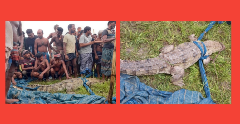 ফরিদপুরে অবশেষে ধরা পড়ল সেই বিরল প্রজাতির কুমির!