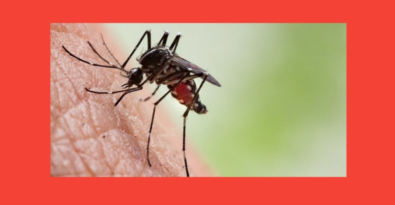 ডেঙ্গু আক্রান্ত হয়ে আরও ২১৩ জন হাসপাতালে ভর্তি