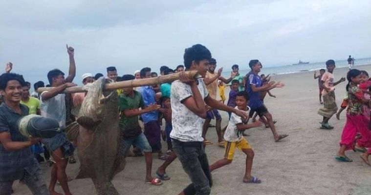 সেন্টমার্টিনে বড়শিতে ধরা পড়েছে ৬২ কেজির ভোল কোরাল