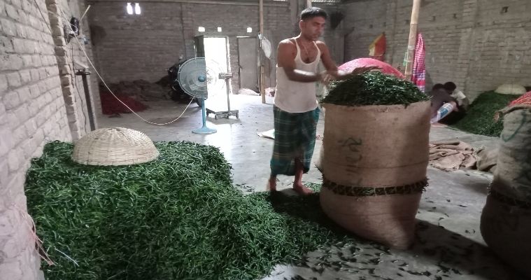 কাঁচা মরিচে বাড়তি 'ঝাল' খুশি ফরিদপুরের চাষীরা