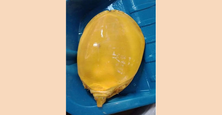 ফরিদপুরে বিরল প্রজাতির ‘হলুদ কচ্ছপ’ উদ্ধার