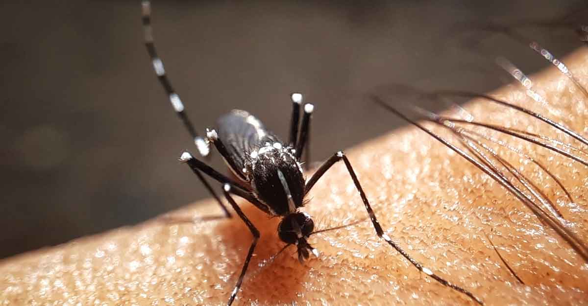 ডেঙ্গু আক্রান্ত হয়ে আরও ২৭৬ জন হাসপাতালে