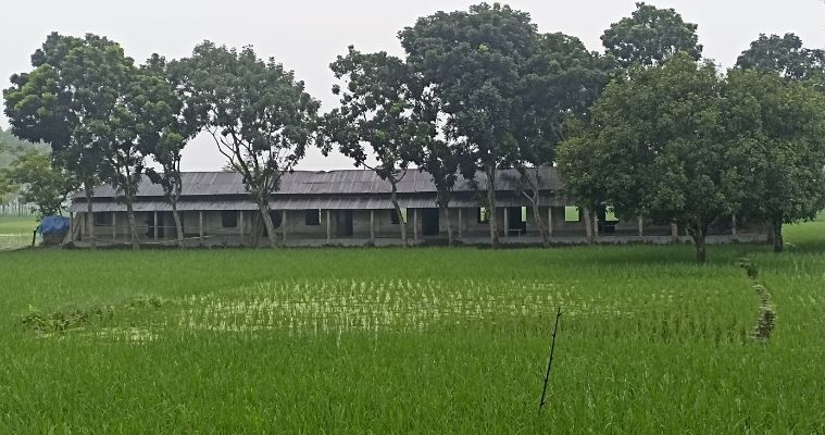 শিক্ষাপ্রতিষ্ঠান বন্ধ: ঠাকুরগাঁওয়ে মাদ্রাসার মাঠেই ধান চাষ!