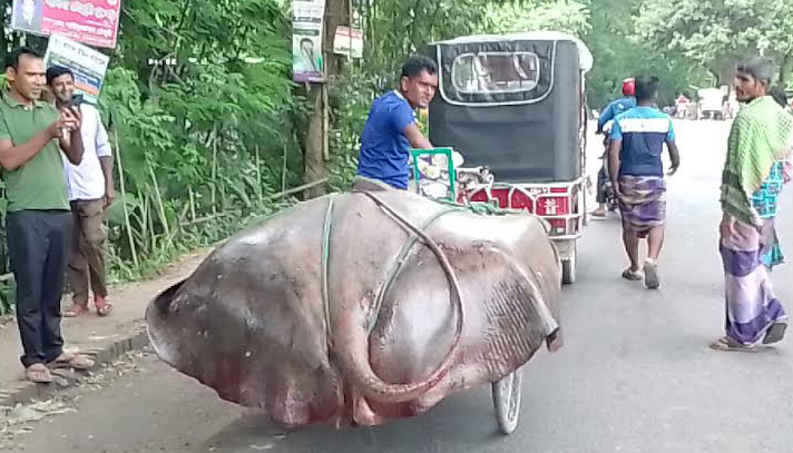 পদ্মায় ধরা পড়ল ১০ মণ ওজনের ‘শাপলা পাতা’ মাছ