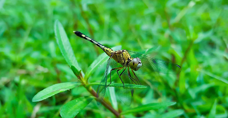 ঘাস ফড়িংয়ের বিয়ে দিবো