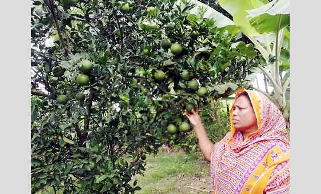 মাল্টাবাগান করে সফল কুষ্টিয়ার ময়না খাতুন