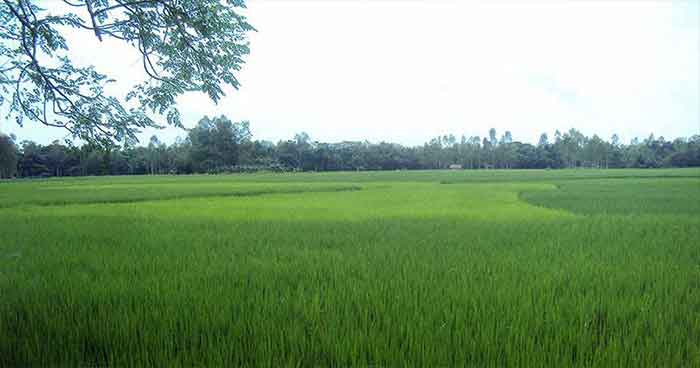 কুড়িগ্রামে অসময়ে রেকর্ড পরিমান বৃষ্টি