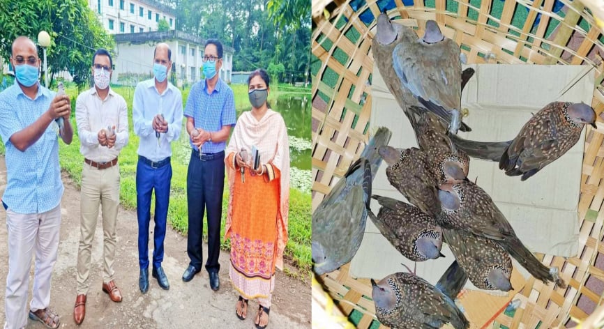 নোয়াখালীতে ঘুঘু পাখি অবমুক্ত করল উপজেলা প্রশাসন
