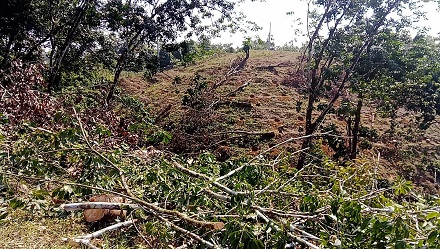 খাগড়াছড়িতে রাবার গাছ কেটে সাবাড় দেখার কেউ নাই
