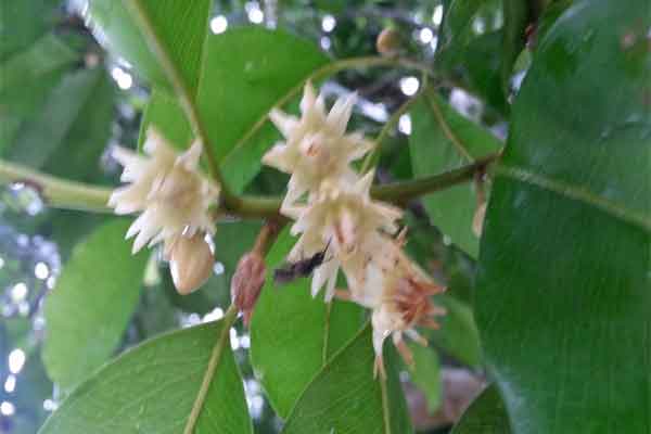 শেখ ফাহমিদা নাজনীন এর কবিতা ‘বকুল কথা’