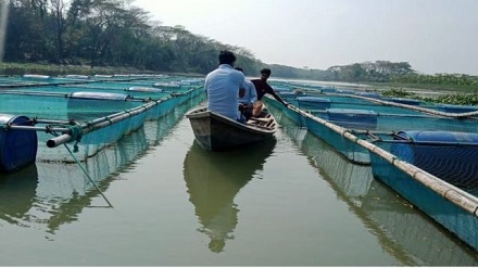 খাঁচায় মাছ চাষ পরিচিত নাম 'ডাকাতিয়া মডেল'