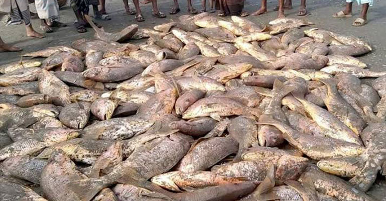 টেকনাফে এক জালে ৯০টি লাল কোরাল